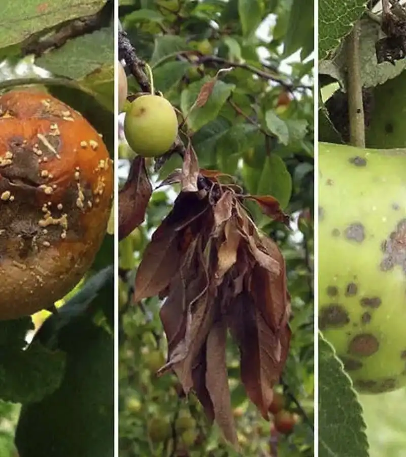 Обработка плодовых деревьев по адресу Волоколамск, село Спасс, ул.Центральная 2023г